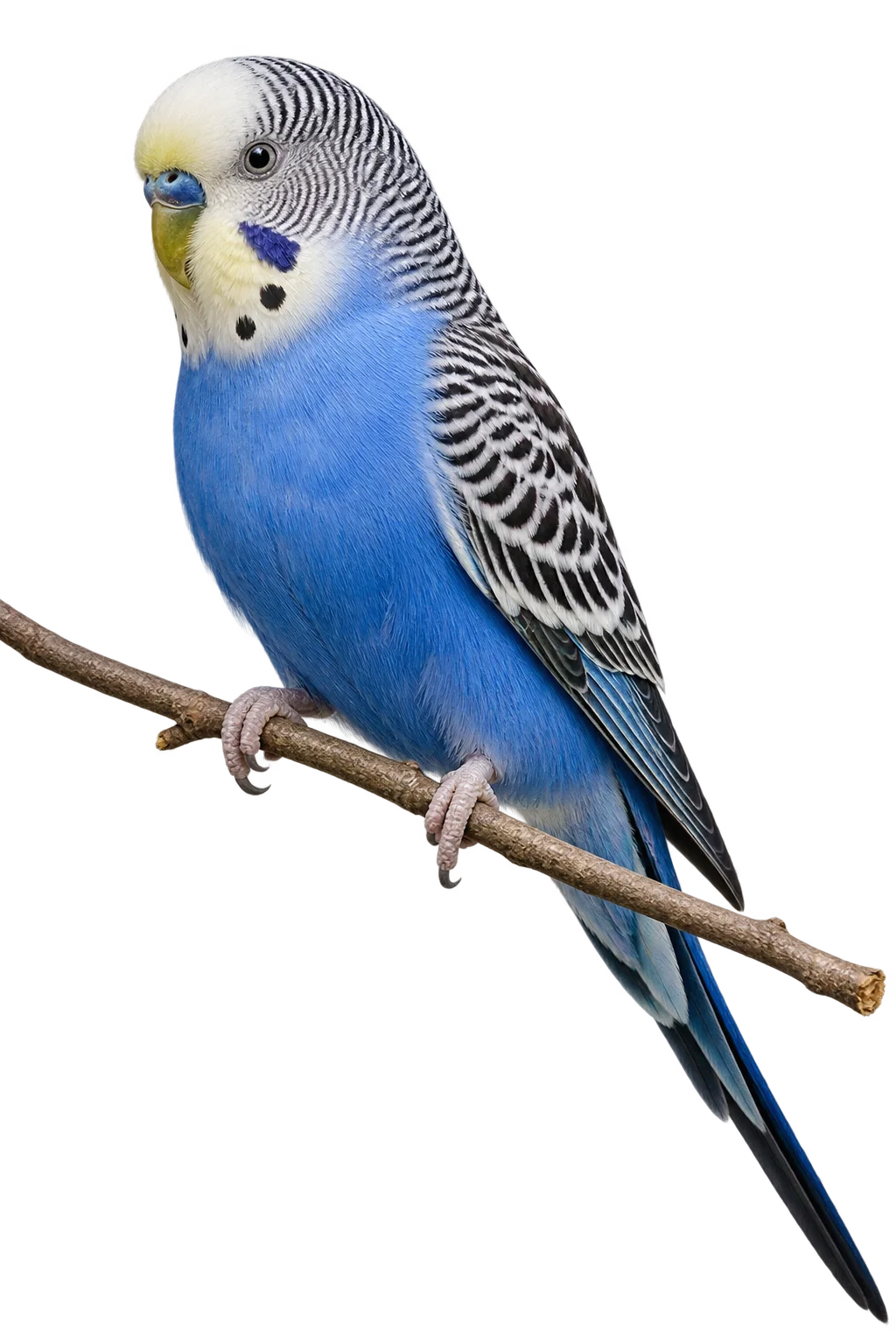 Blauer Wellensittich
